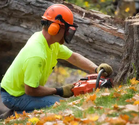 tree services Clearbrook